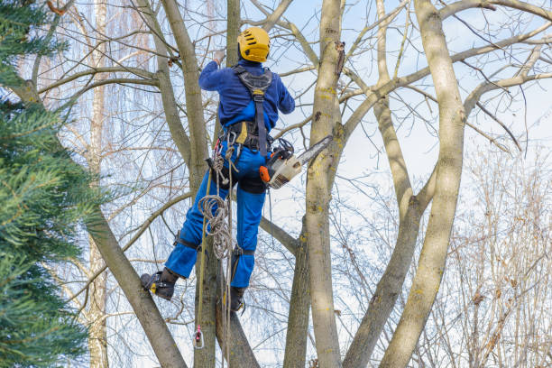 Best Tree Removal  in Woodland Beach, MI