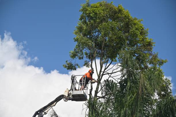 Tree Removal Services