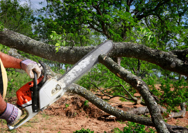 Best Tree Mulching  in Woodland Beach, MI